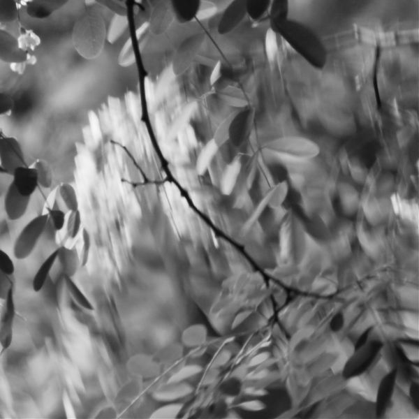 blätter & blüten in bewegung teils unscharf
